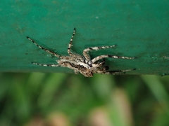 Phaeacius malayensis