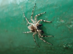 Phaeacius malayensis