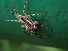 Phaeacius malayensis