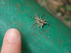 Phaeacius malayensis