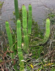 Praecereus euchlorus