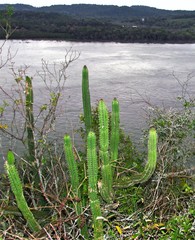 Praecereus euchlorus