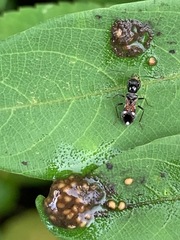 Caridops globicollis