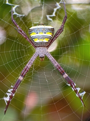 Argiope