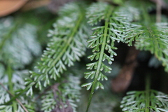 Asplenium prolongatum