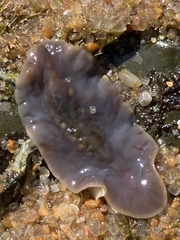 Leptoplanoidea