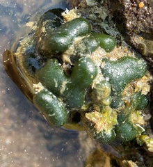Polycitoridae