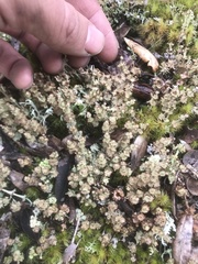 Cladonia rappii