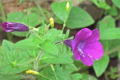 Petunia integrifolia