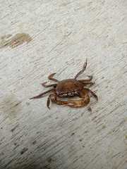 Parathelphusa convexa