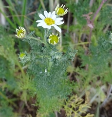 Asteraceae