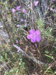 Agalinis filifolia