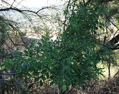 Sambucus cerulea