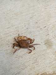 Parathelphusa convexa