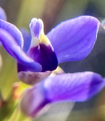 Comesperma volubile