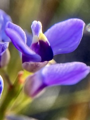 Comesperma volubile