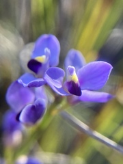 Comesperma volubile