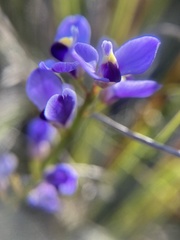 Comesperma volubile
