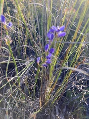 Comesperma volubile