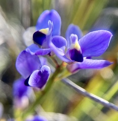 Comesperma volubile