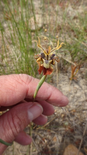 Image of White Uintjie (Moraea unguiculata) by (c) Paul Emms, some rights reserved (CC BY-SA)