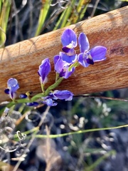 Comesperma volubile