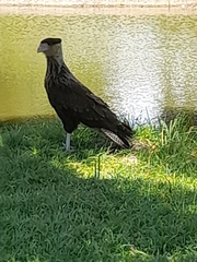 Caracara plancus