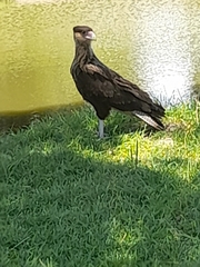 Caracara plancus