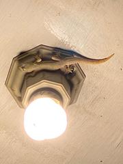 Hemidactylus platyurus