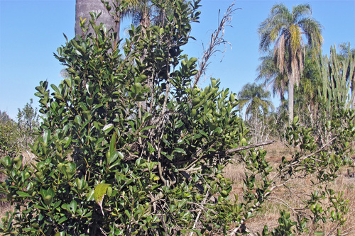 Ilex paraguariensis