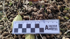 Oryctolagus cuniculus