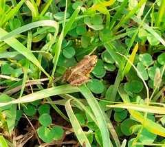 Fejervarya limnocharis