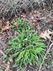 Angiospermae