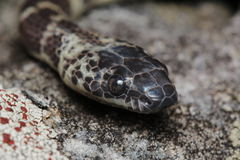 Siphlophis longicaudatus