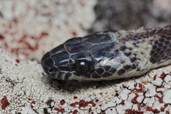 Siphlophis longicaudatus