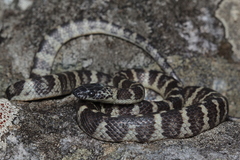 Siphlophis longicaudatus