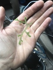 Selaginella apoda