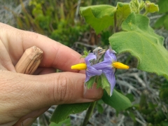 Solanum cordifolium