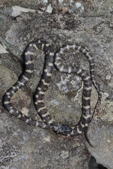 Siphlophis longicaudatus