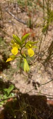 Orthochilus litoralis