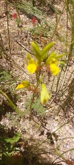 Orthochilus litoralis