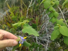 Solanum cordifolium