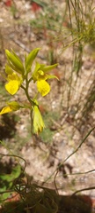 Orthochilus litoralis