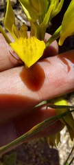 Orthochilus litoralis