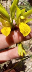 Orthochilus litoralis