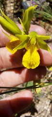 Orthochilus litoralis