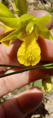 Orthochilus litoralis