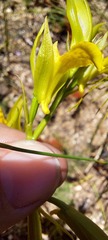 Orthochilus litoralis