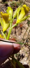 Orthochilus litoralis