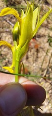 Orthochilus litoralis